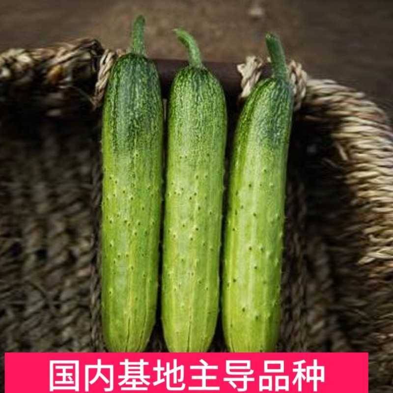 中农脆绿1号水果黄瓜种子中蔬农科院育种春秋旱黄瓜秋瓜