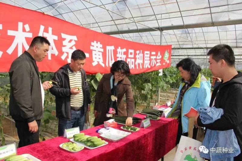 中农脆绿1号水果黄瓜种子中蔬农科院育种春秋旱黄瓜秋瓜