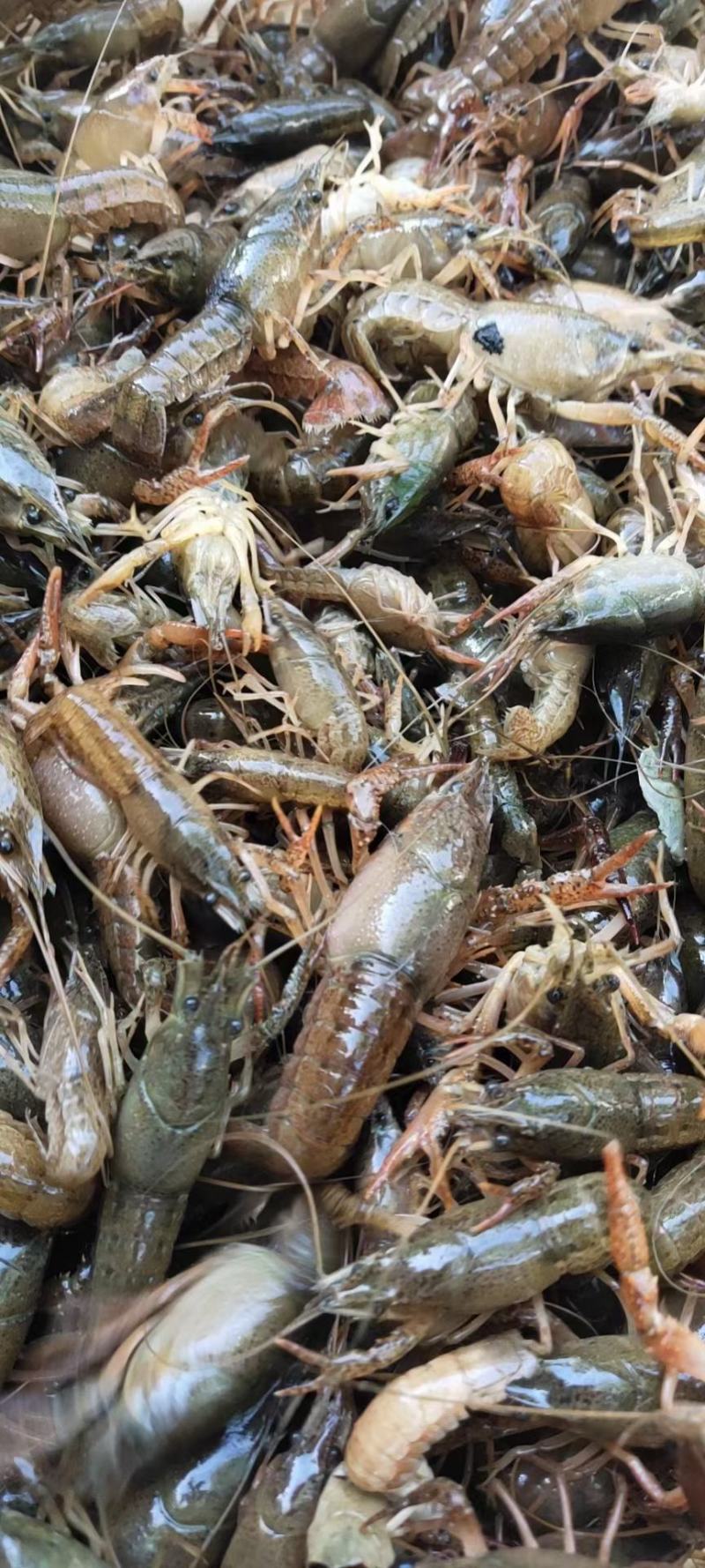 微山湖龙虾苗