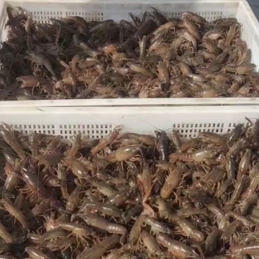 微山湖龙虾苗