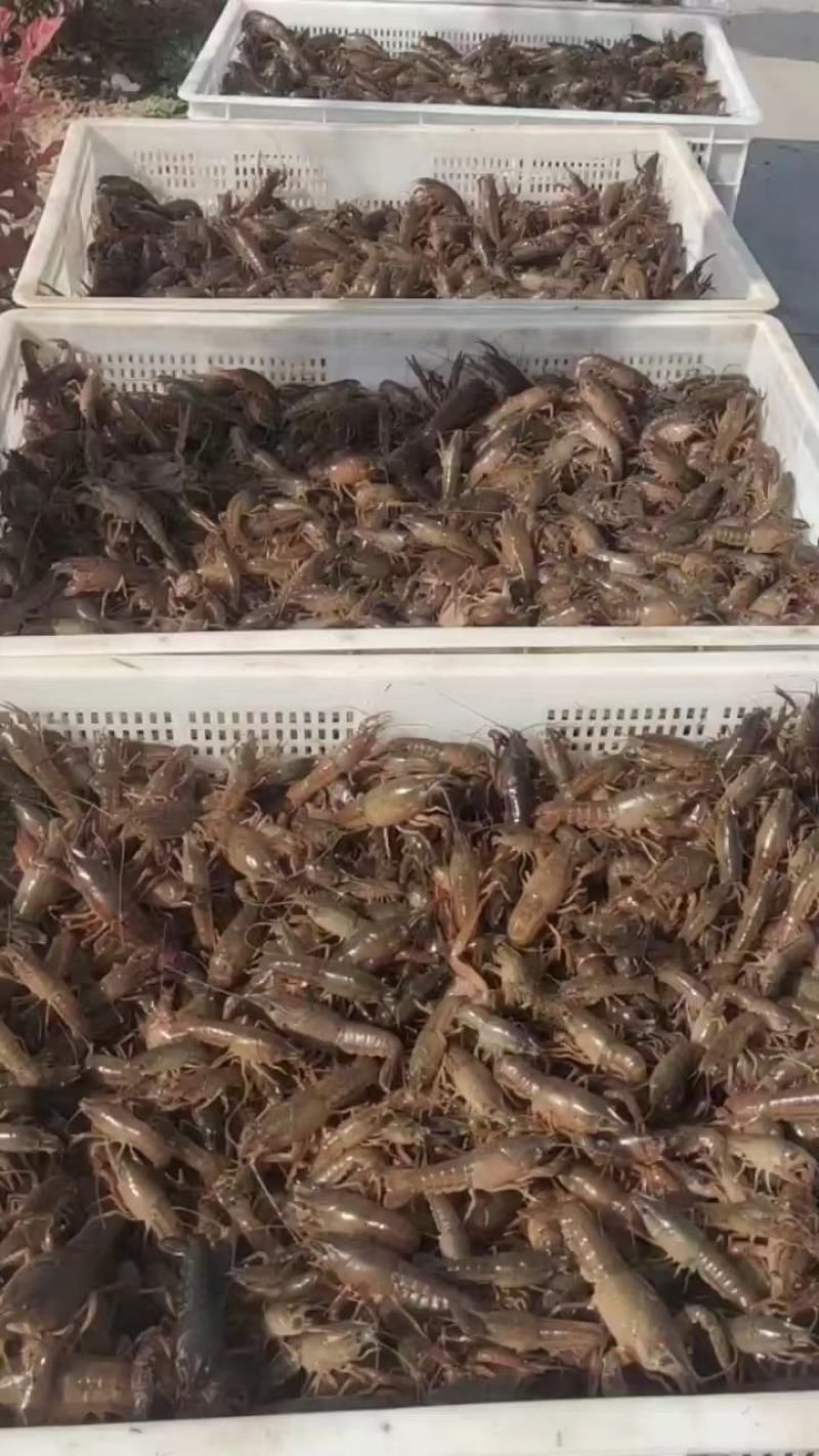 微山湖龙虾苗