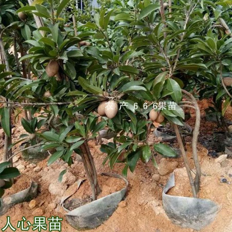 四季人心果苗软枝人心果树嫁接苗盘栽马来西亚吴凤柿带果带土