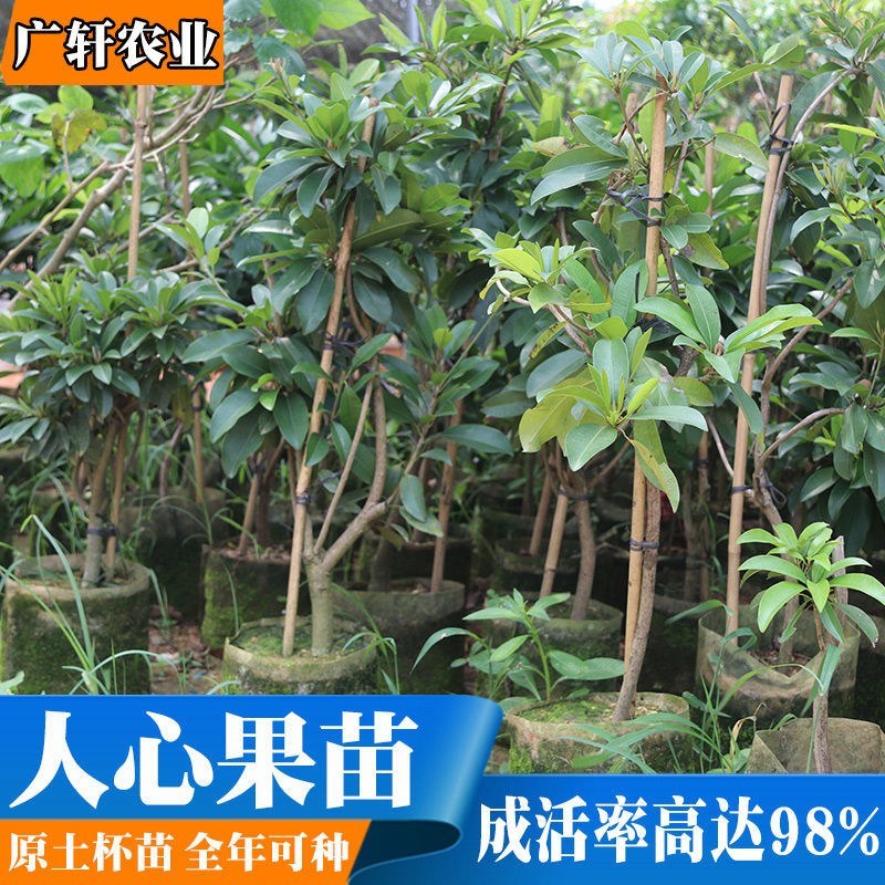 四季人心果苗软枝人心果树嫁接苗盘栽马来西亚吴凤柿带果带土