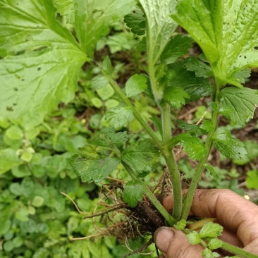 野生路边青，兰布正，有需要现采。