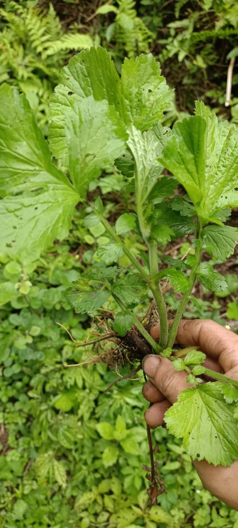 野生路边青，兰布正，有需要现采。
