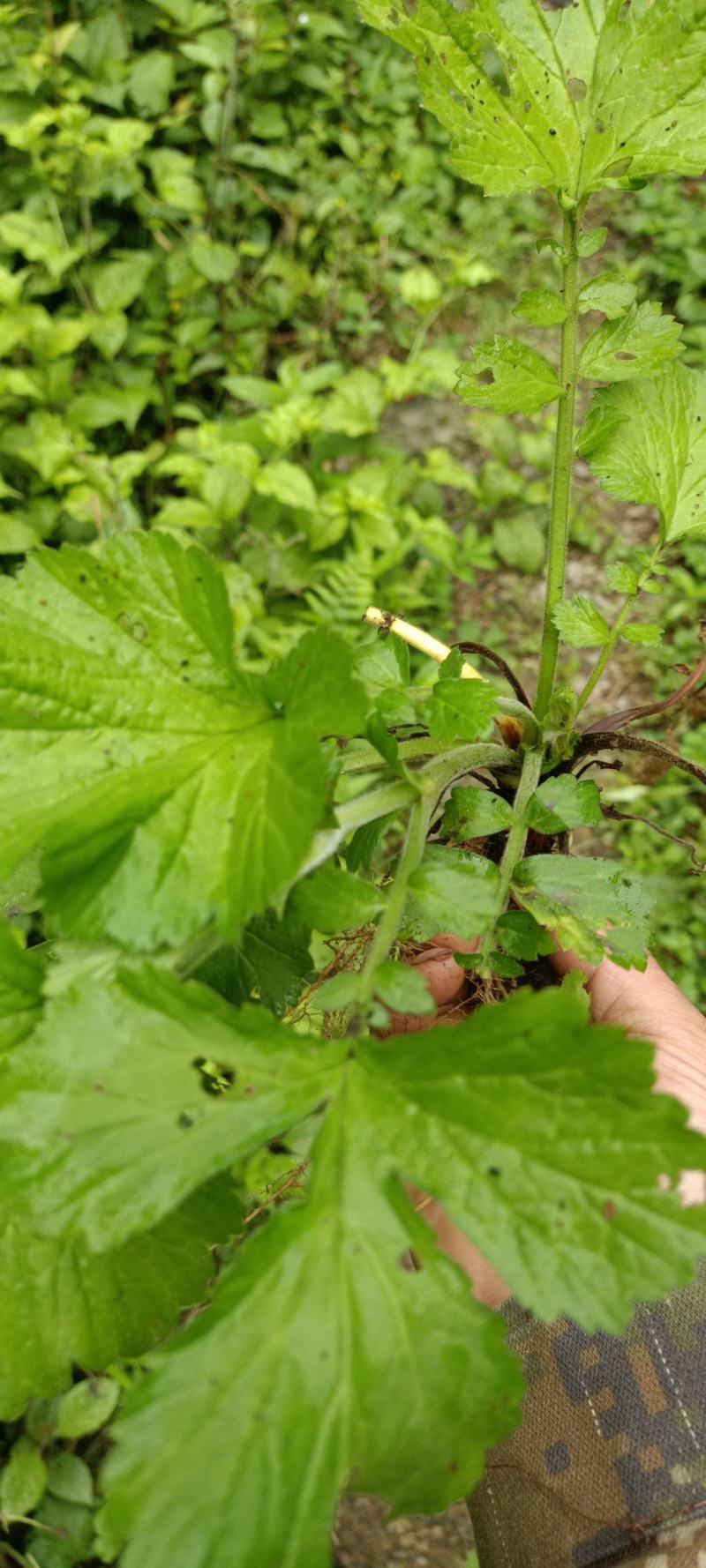 野生路边青，兰布正，有需要现采。