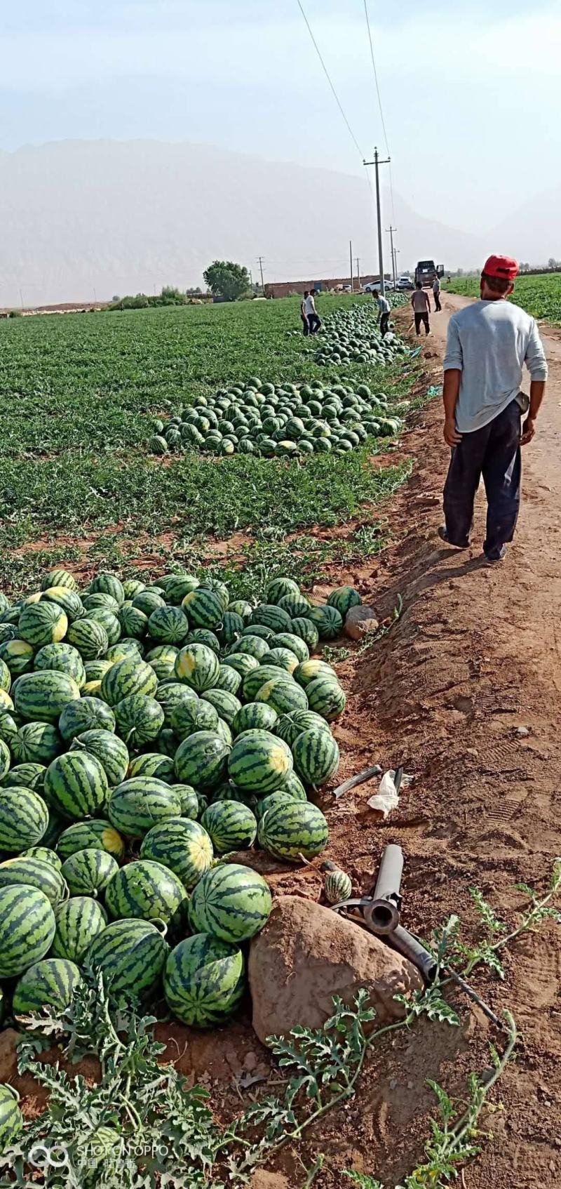 甜王西瓜头茬瓜新疆甜王包熟包甜价格便宜对接全国