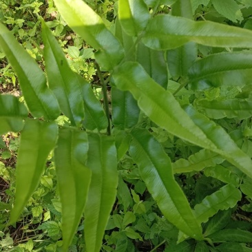 野生凤丫蕨，全草入药，可以做盆景。