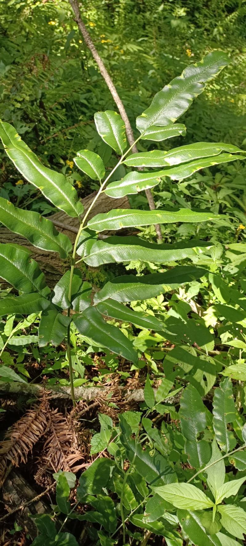 野生凤丫蕨，全草入药，可以做盆景。