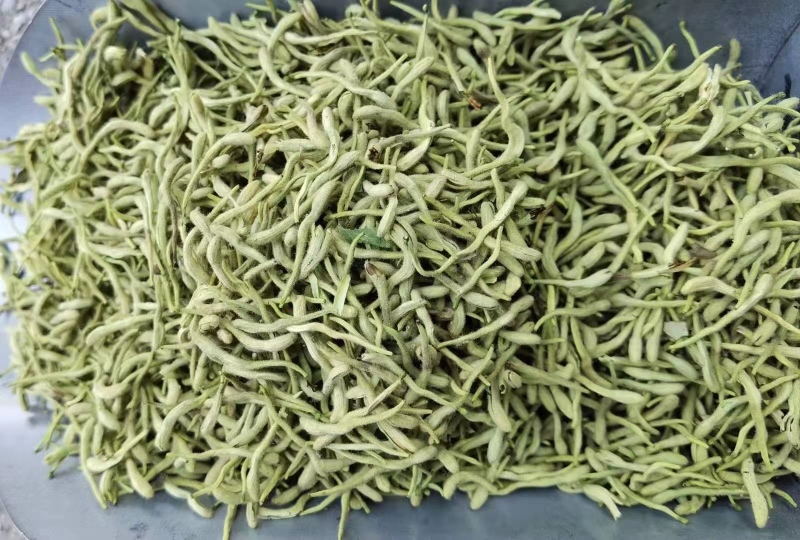 ‘金凤凰’多季玫瑰盛花期特写：簇生重瓣橙粉色花朵，花瓣厚实油亮，花径6–8cm，花梗挺直带微刺，绿叶浓密有蜡质光泽