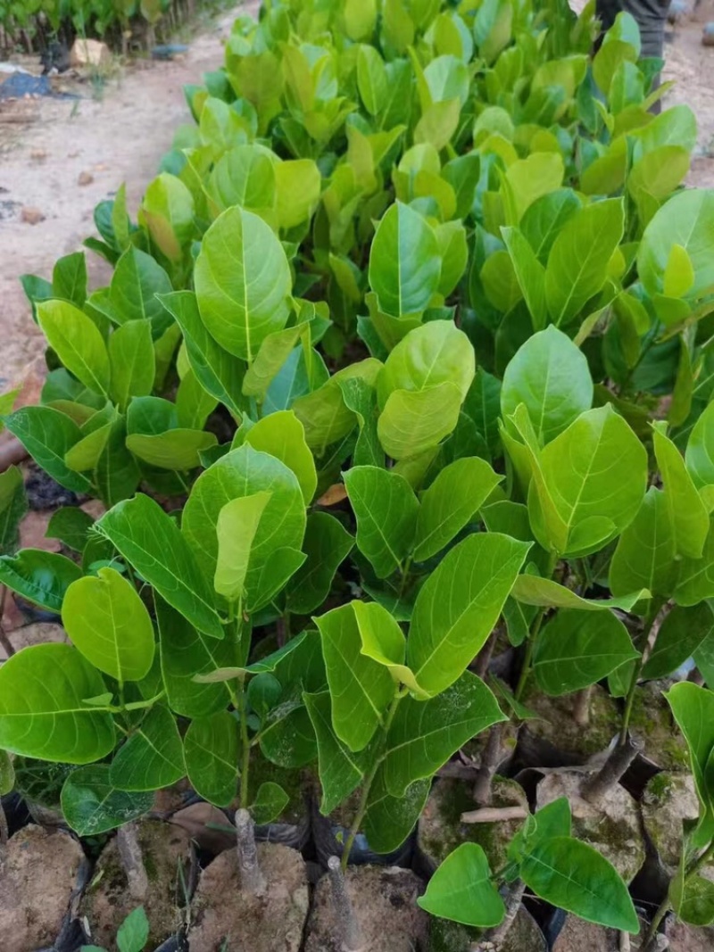 菠萝蜜苗不同品种的红肉/黄肉菠萝蜜苗/榴莲蜜苗