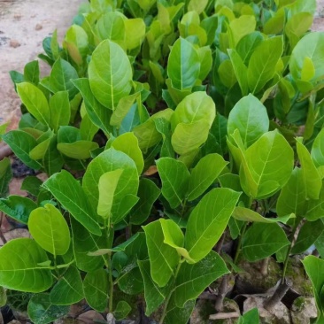 菠萝蜜苗不同品种的红肉/黄肉菠萝蜜苗/榴莲蜜苗