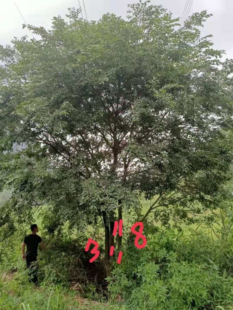 丛生朴树苗，3杆以上，提供各种规格工程苗以及苗圃精品！