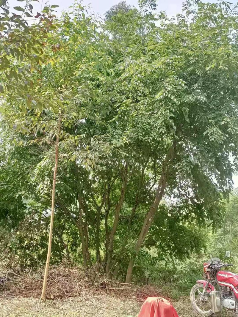 丛生朴树苗，3杆以上，提供各种规格工程苗以及苗圃精品！
