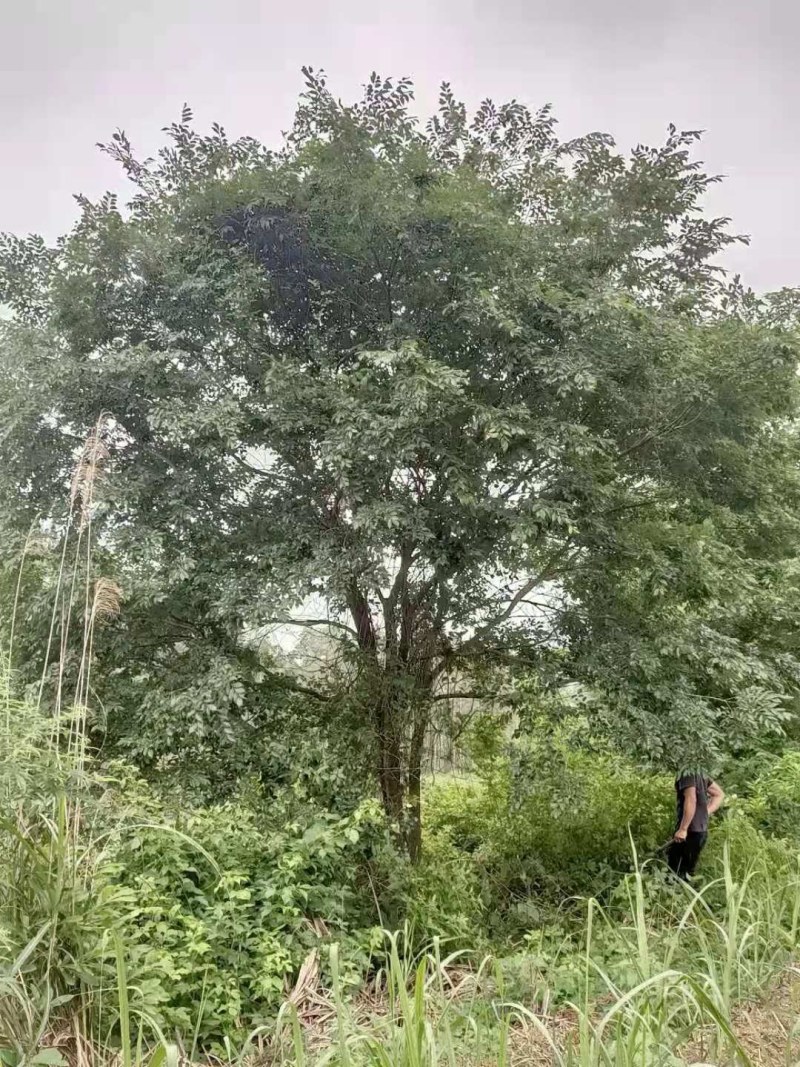 丛生朴树苗，3杆以上，提供各种规格工程苗以及苗圃精品！