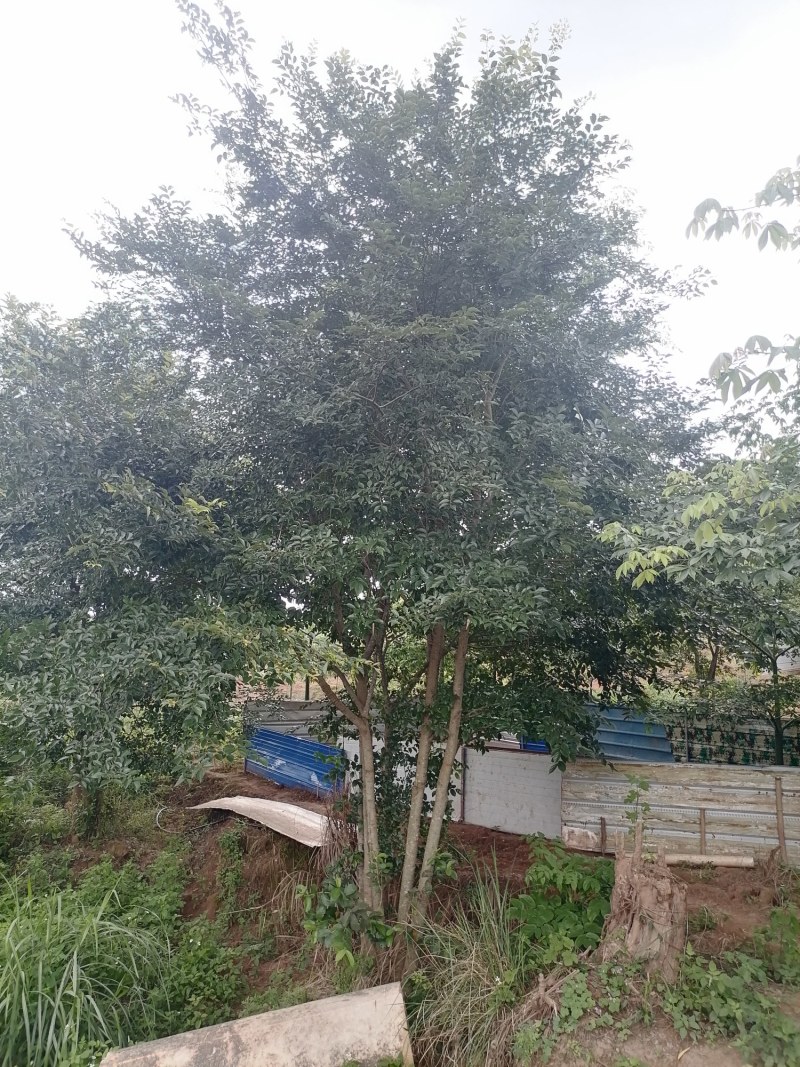 丛生朴树苗，3杆以上，提供各种规格工程苗以及苗圃精品！