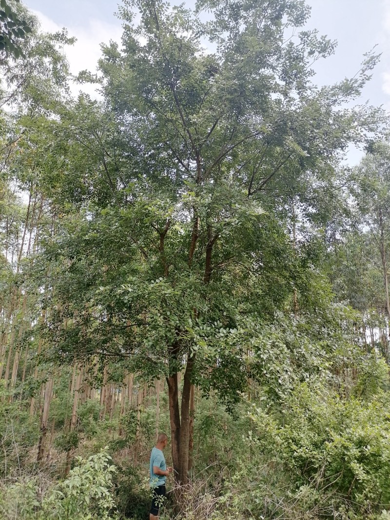 丛生朴树苗，3杆以上，提供各种规格工程苗以及苗圃精品！