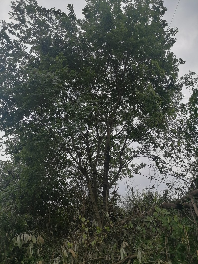 丛生朴树苗，3杆以上，提供各种规格工程苗以及苗圃精品！