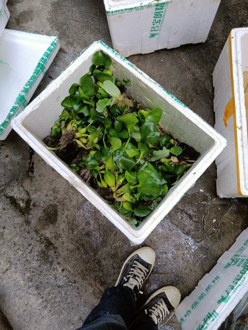 水葫芦水葫芦
