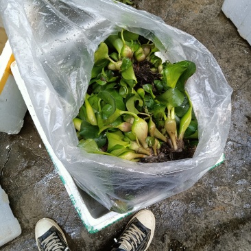 水葫芦水葫芦