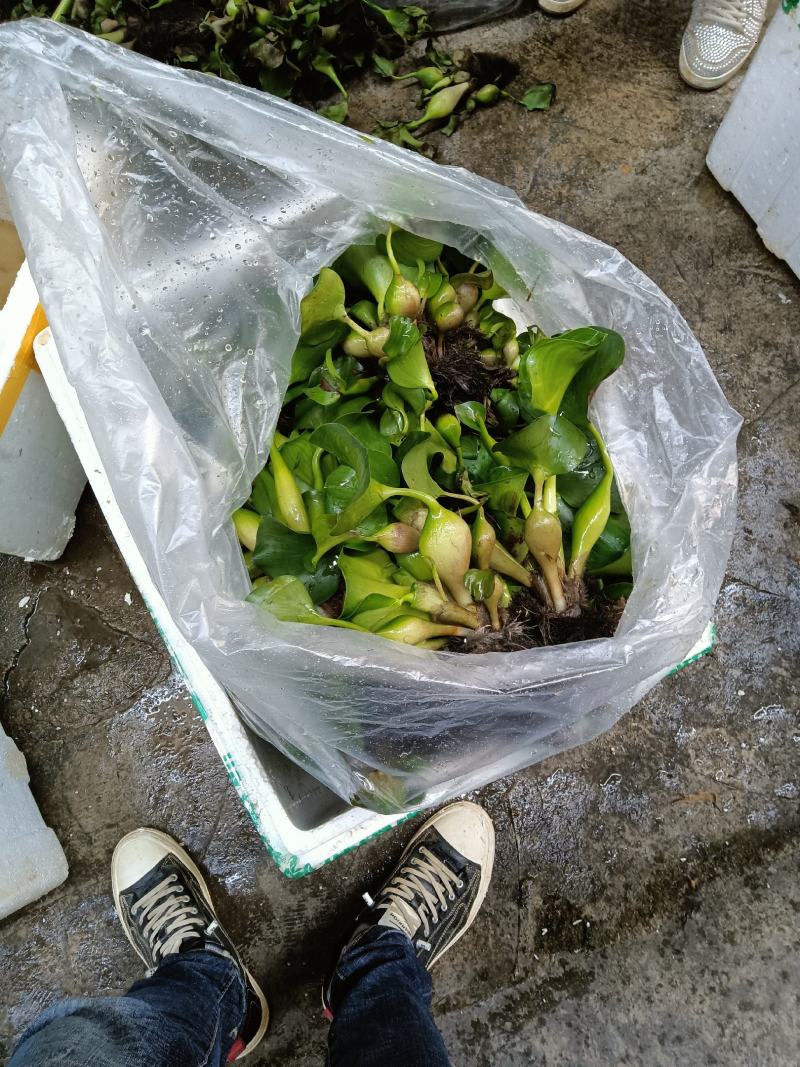 水葫芦水葫芦