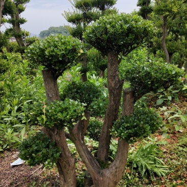 小叶赤楠一手货，有需要的朋友们可以解一下