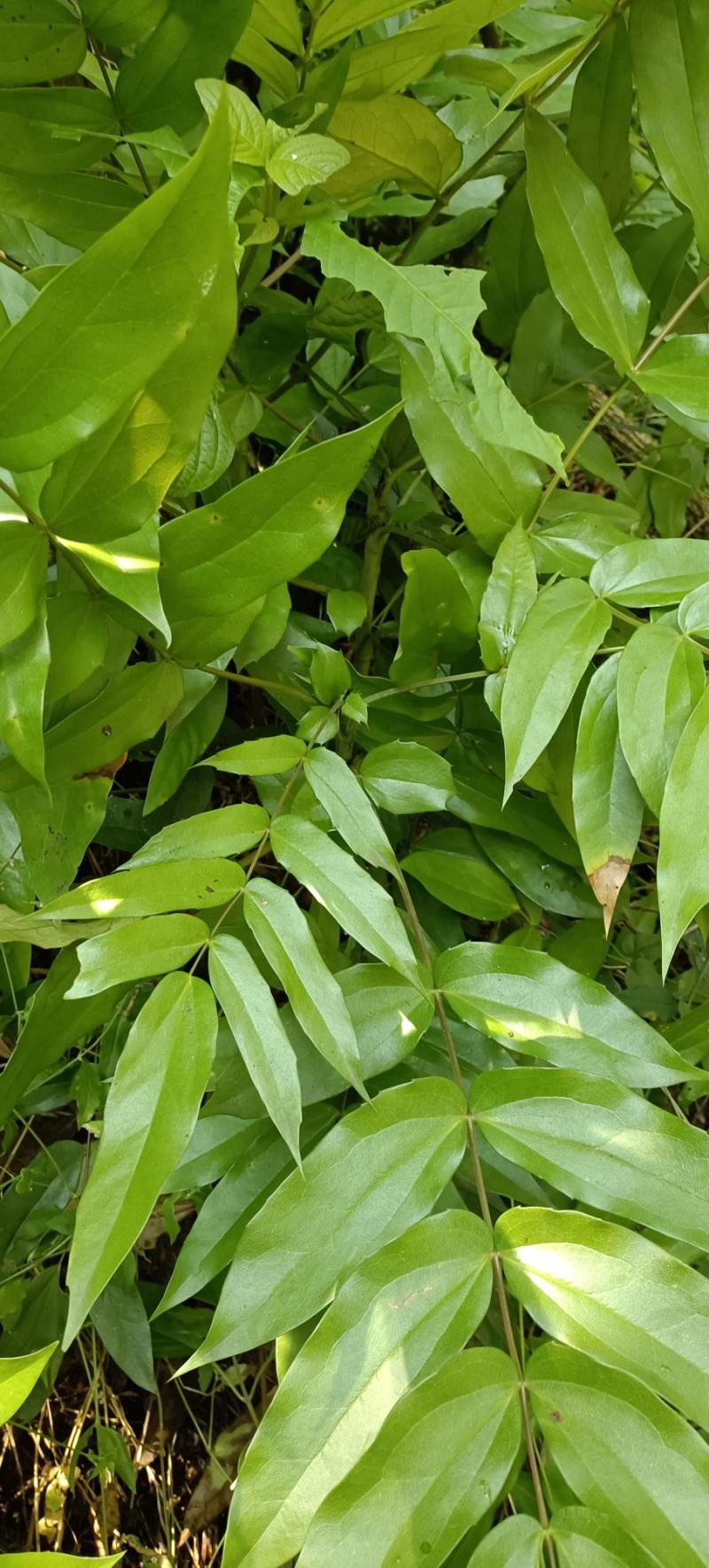 包邮野生十大功劳，土黄莲，现采现发，有需要联系。