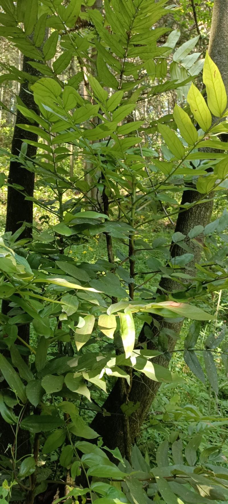 包邮野生十大功劳，土黄莲，现采现发，有需要联系。