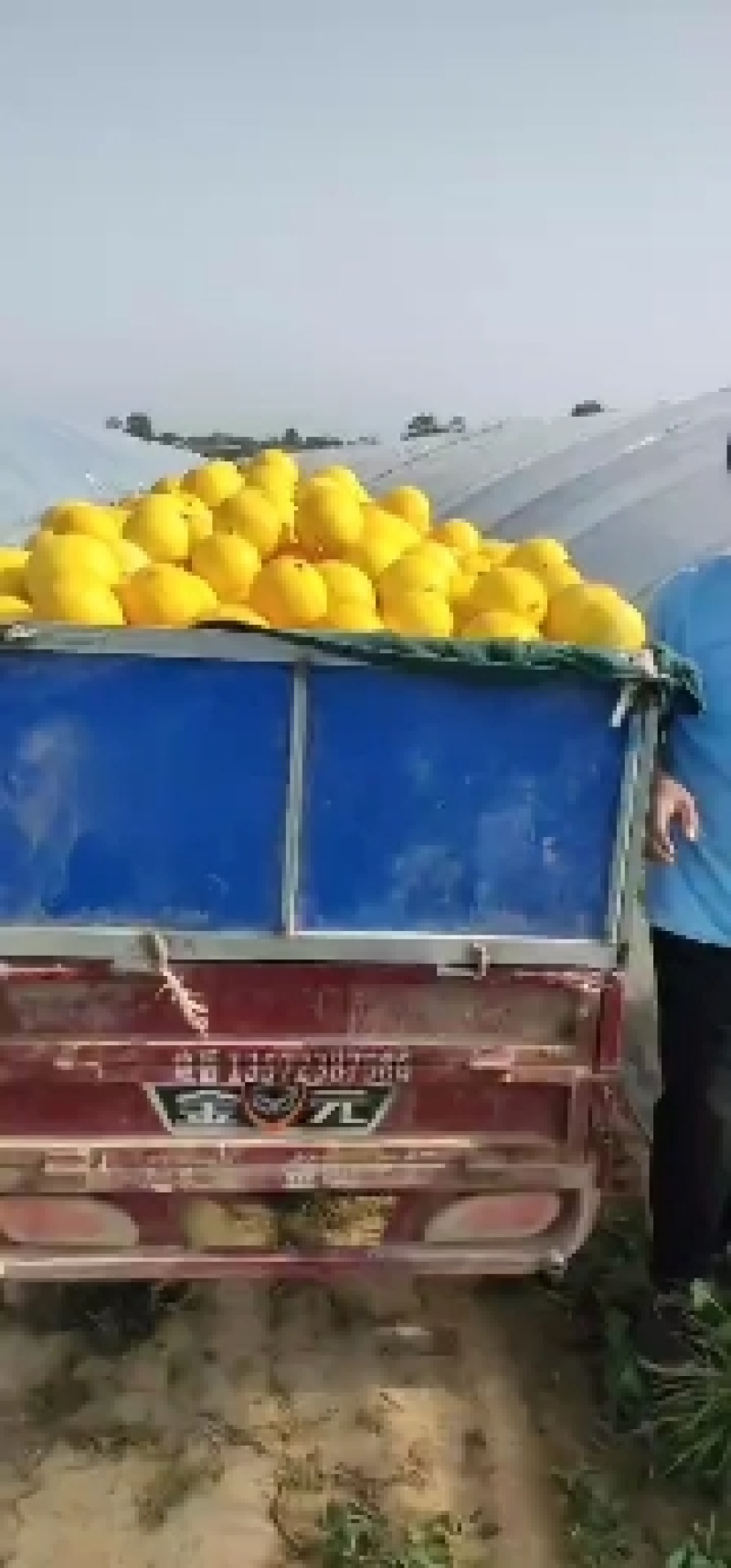 大荔甜瓜电商**
