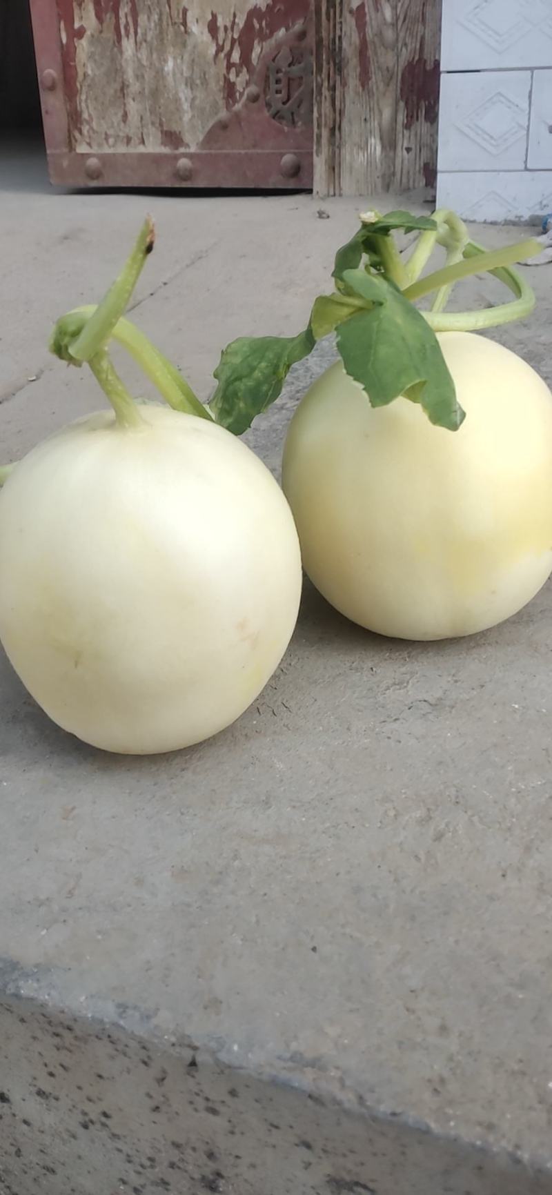 大荔甜瓜电商**