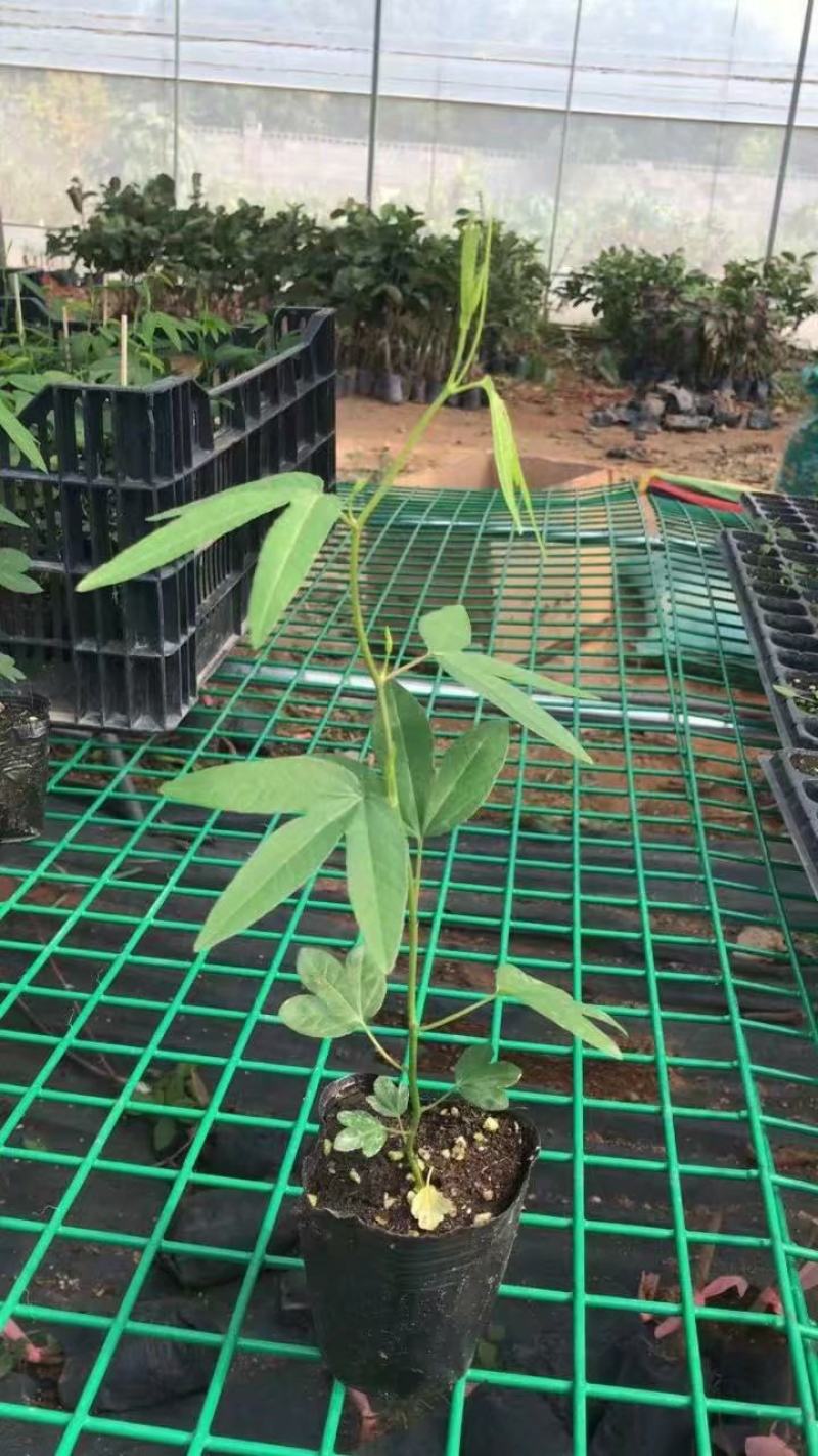 香蕉百香果新品上市技术指导包邮