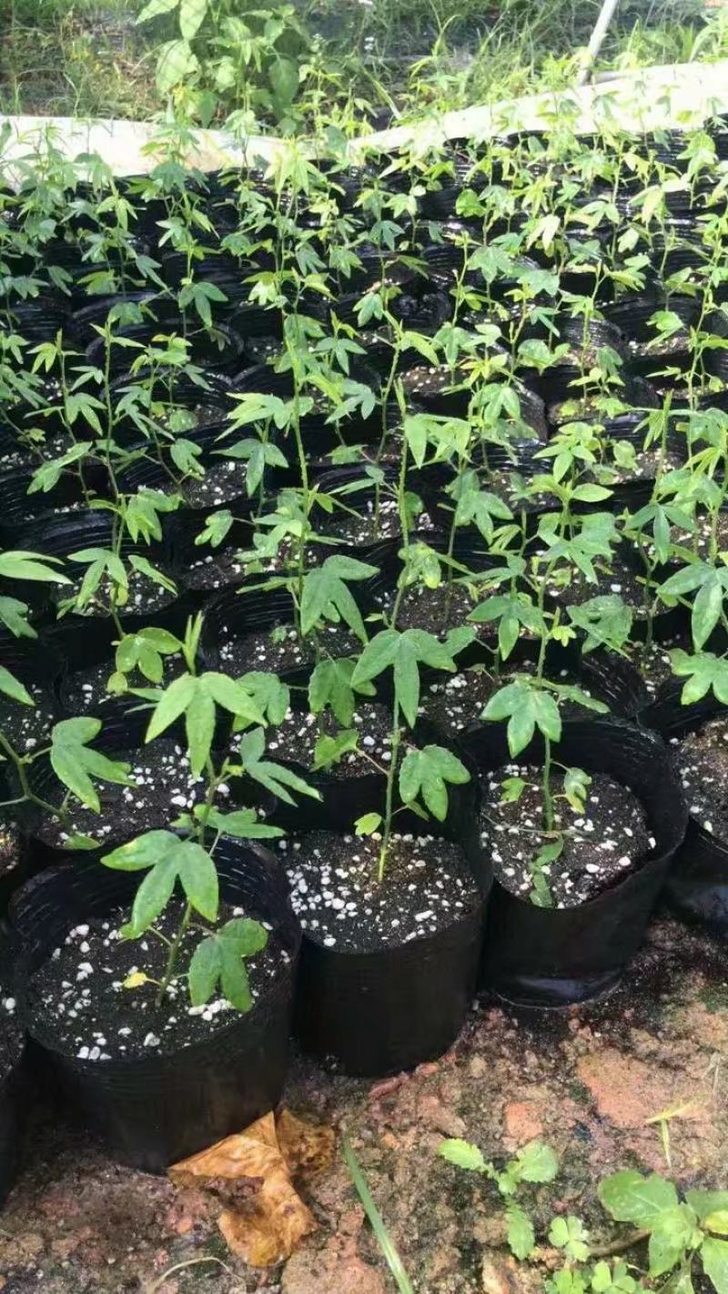 香蕉百香果新品上市技术指导包邮