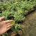 香蕉百香果新品上市技术指导包邮