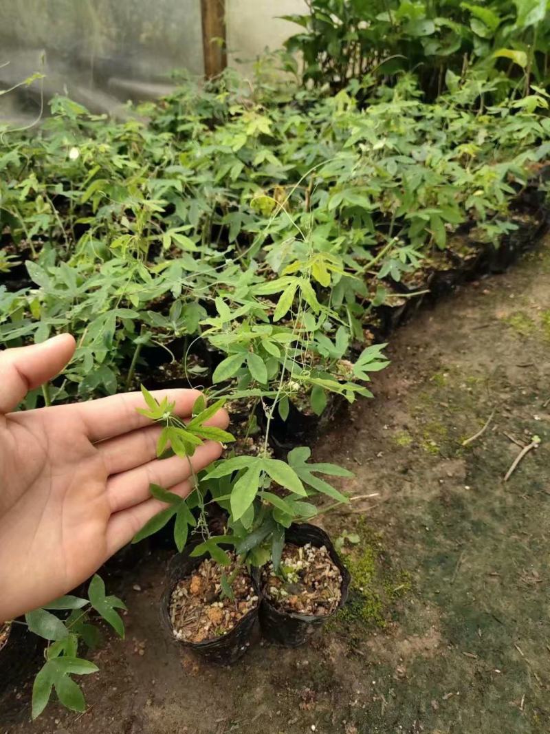 香蕉百香果新品上市技术指导包邮