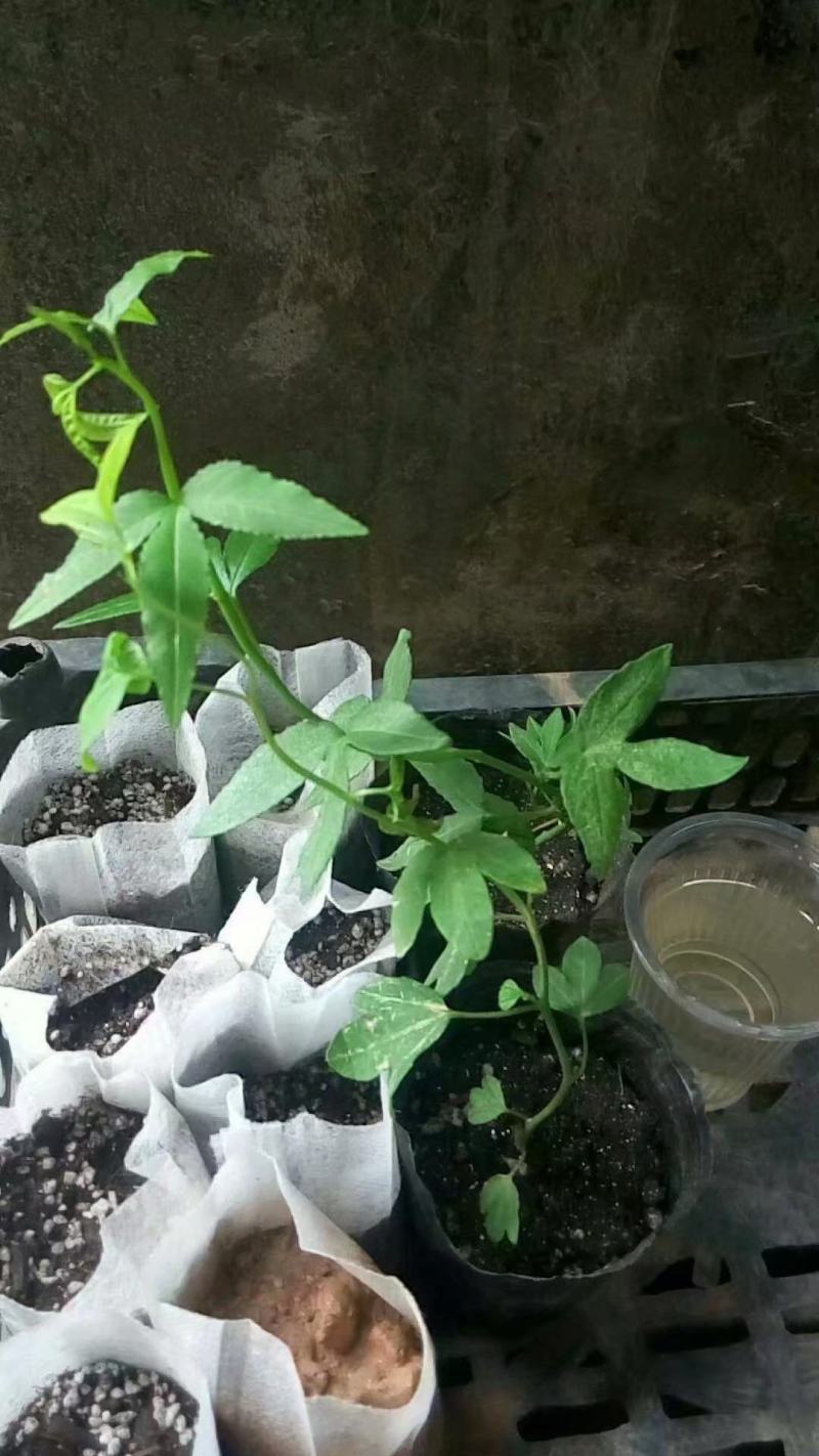 香蕉百香果新品上市技术指导包邮
