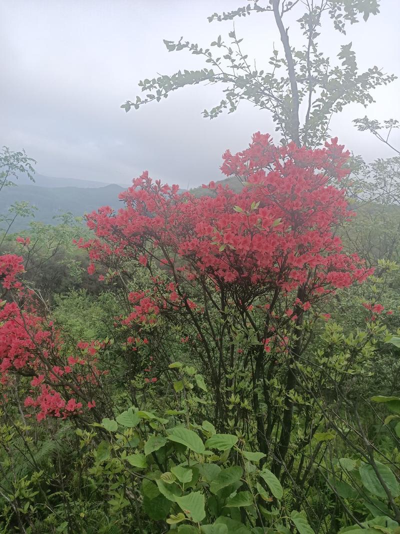 映山红