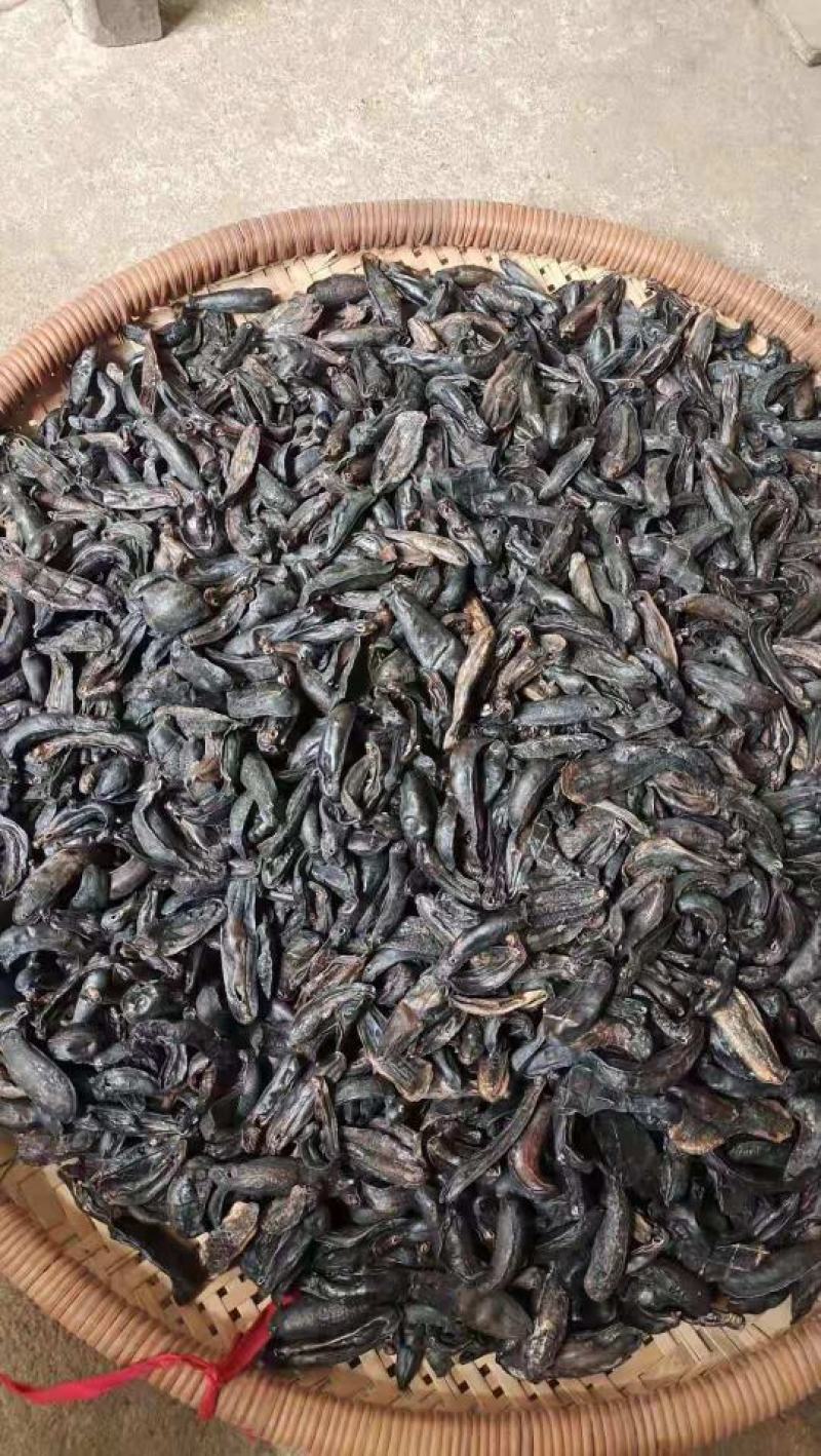 正品鼻涕虫蛞蝓干蛞蝓鼻涕虫纯清水吊杆货黑色蛞蝓干