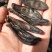 正品鼻涕虫蛞蝓干蛞蝓鼻涕虫纯清水吊杆货黑色蛞蝓干