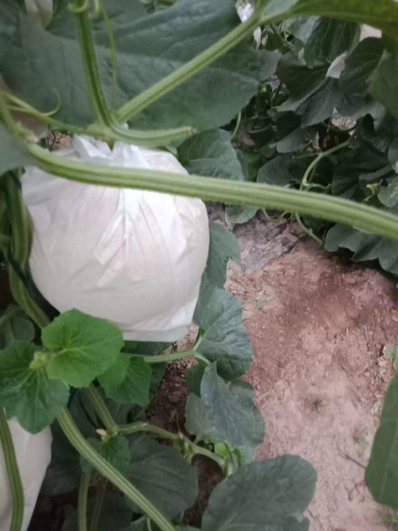 瑞红甜瓜，产地直销自己家的好说话，欢迎大家光临，