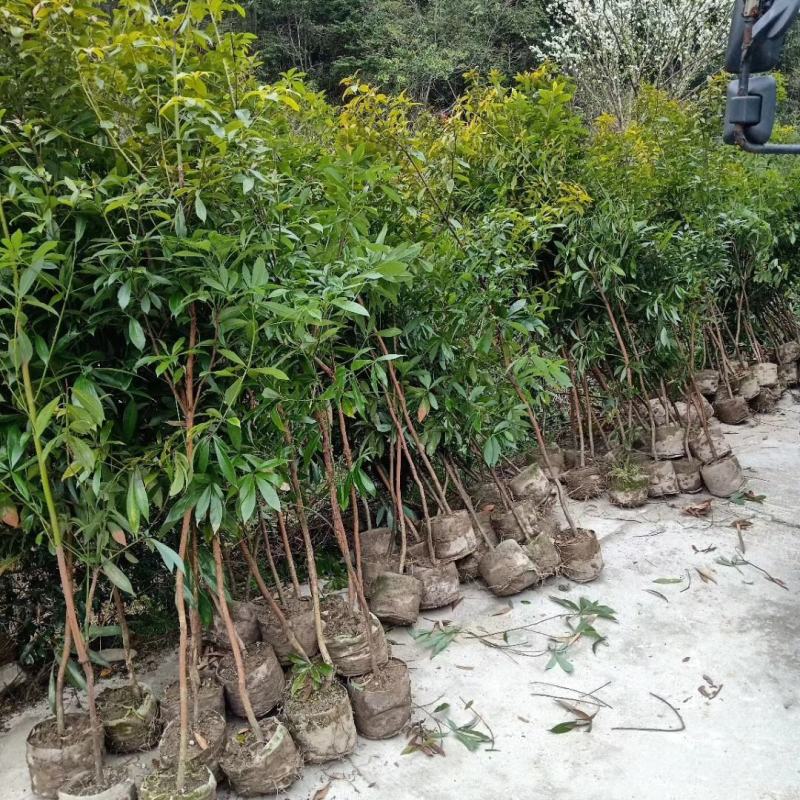 金丝楠木精品苗，金丝楠木杯苗地苗一年生两年生苗。