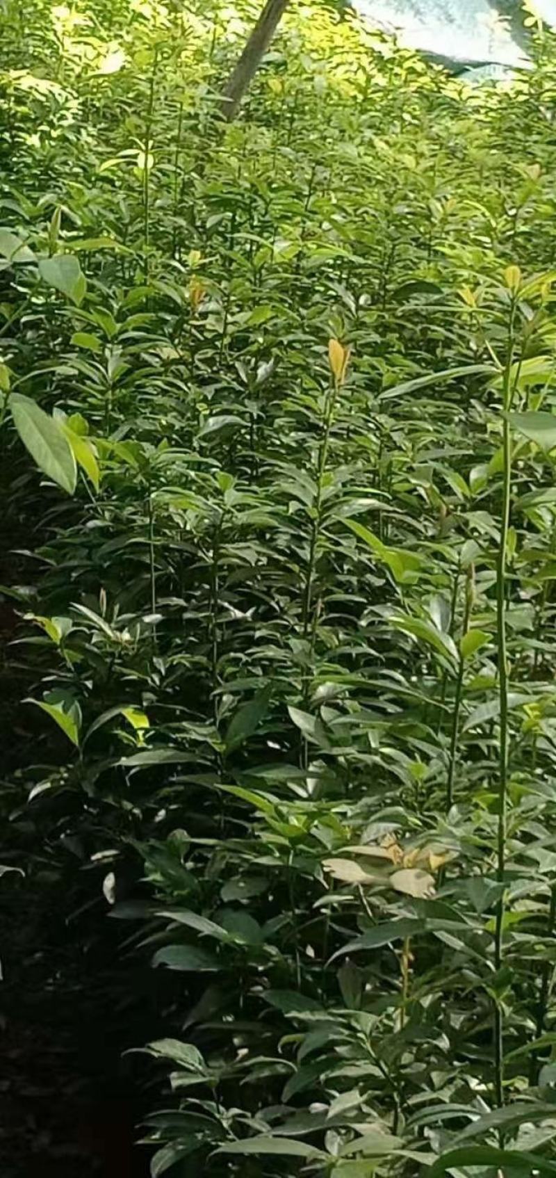 金丝楠木精品苗，金丝楠木杯苗地苗一年生两年生苗。