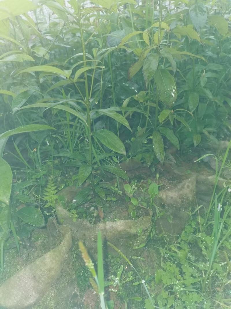 金丝楠木精品苗，金丝楠木杯苗地苗一年生两年生苗。