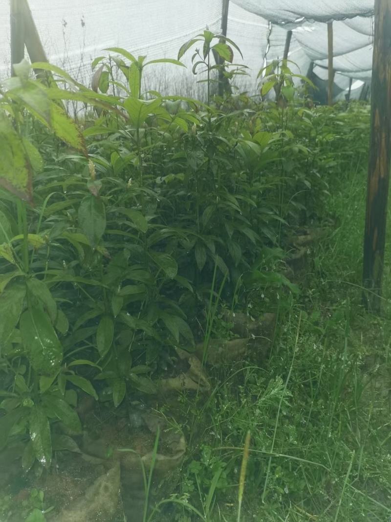 金丝楠木精品苗，金丝楠木杯苗地苗一年生两年生苗。