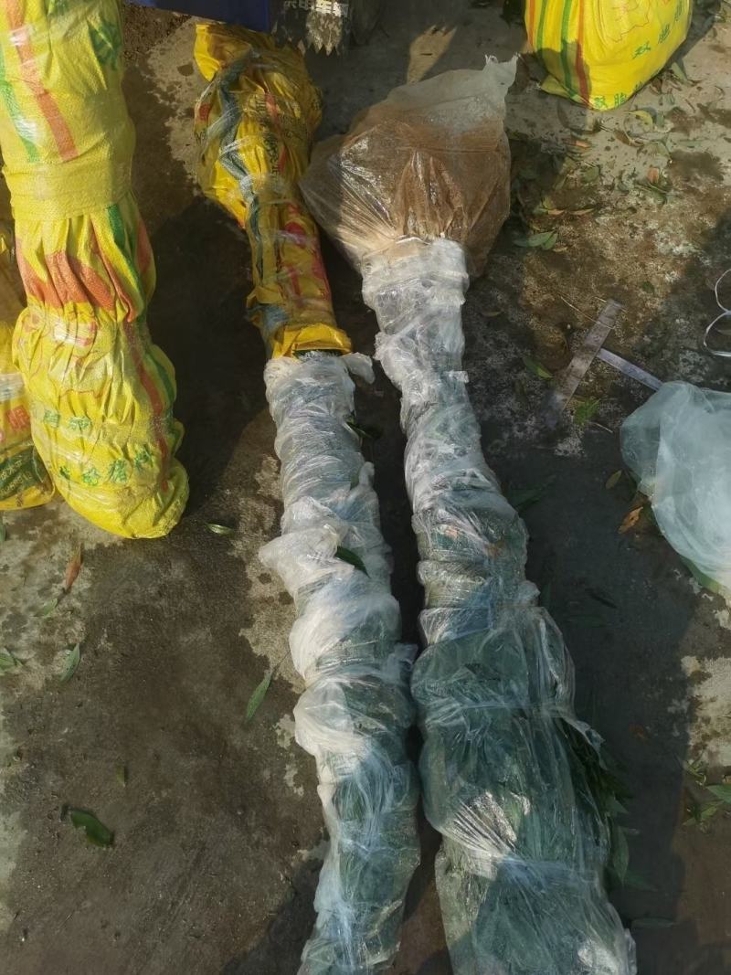 金丝楠木精品苗，金丝楠木杯苗地苗一年生两年生苗。