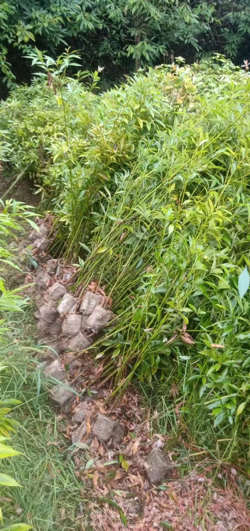 金丝楠木精品苗，金丝楠木杯苗地苗一年生两年生苗。