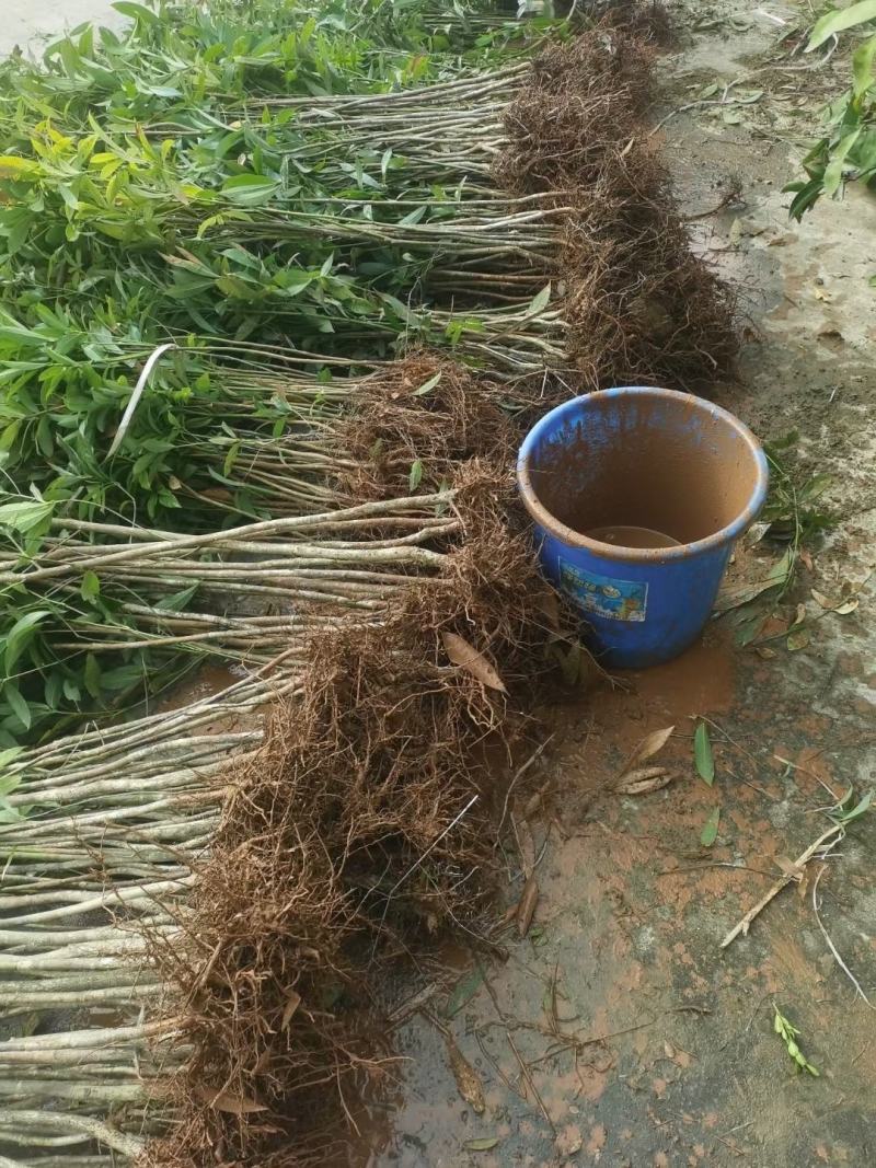 金丝楠木精品苗，金丝楠木杯苗地苗一年生两年生苗。