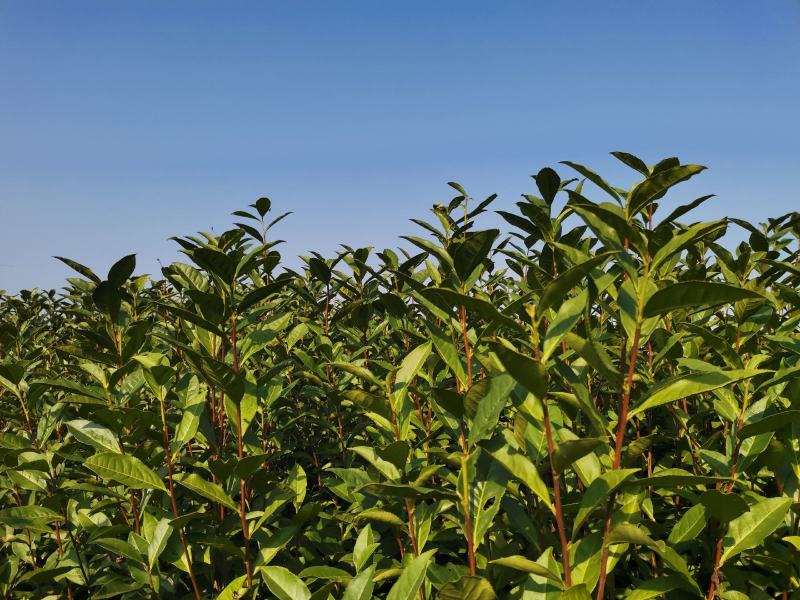 福鼎白茶2019年二级荒野牡丹饼300克