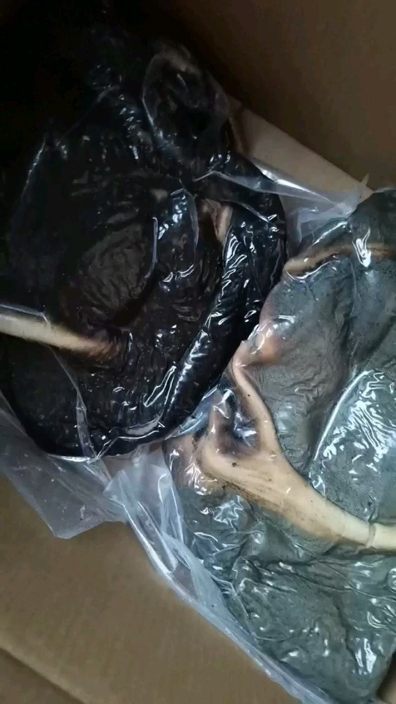 毛肚真空包装里外干净熟度好厂家直销品质保证。