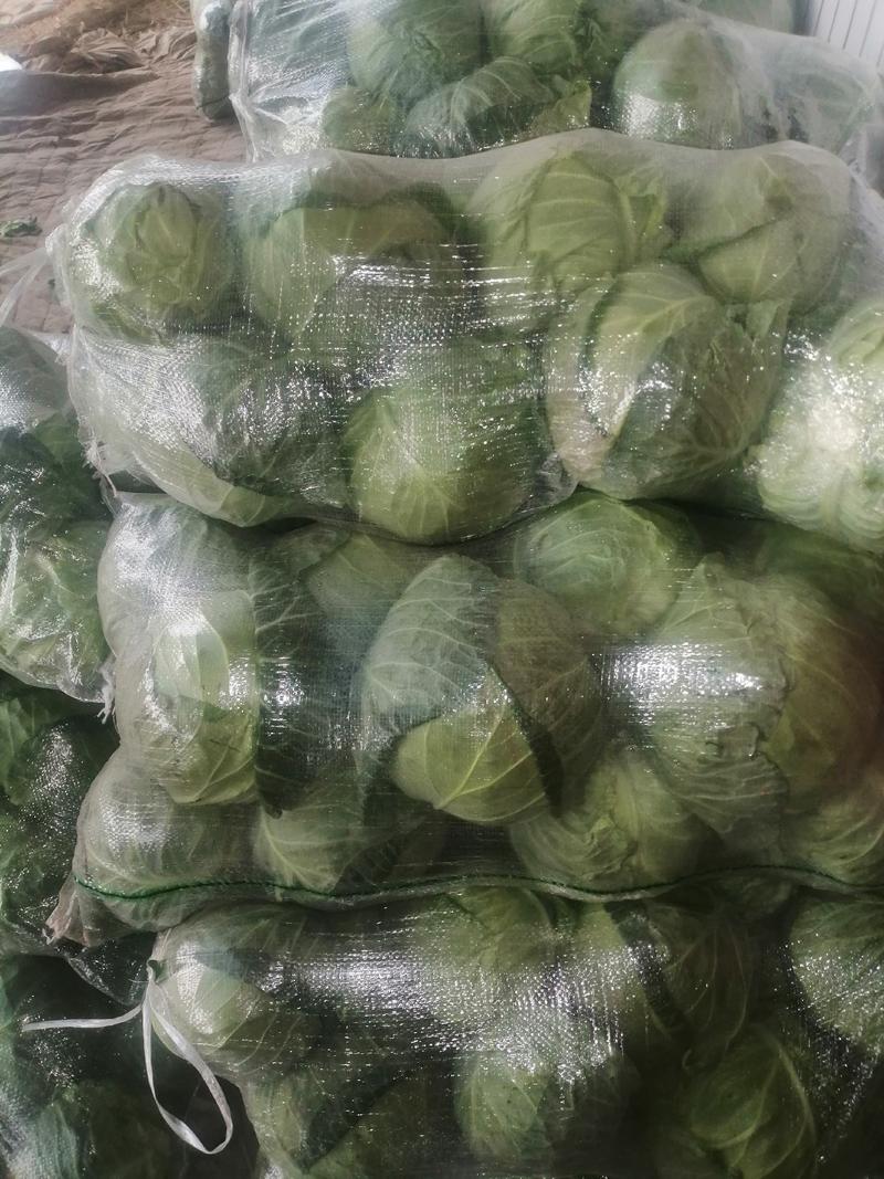 河南甘蓝精品圆包菜大量有货产地直供质量保证全国发