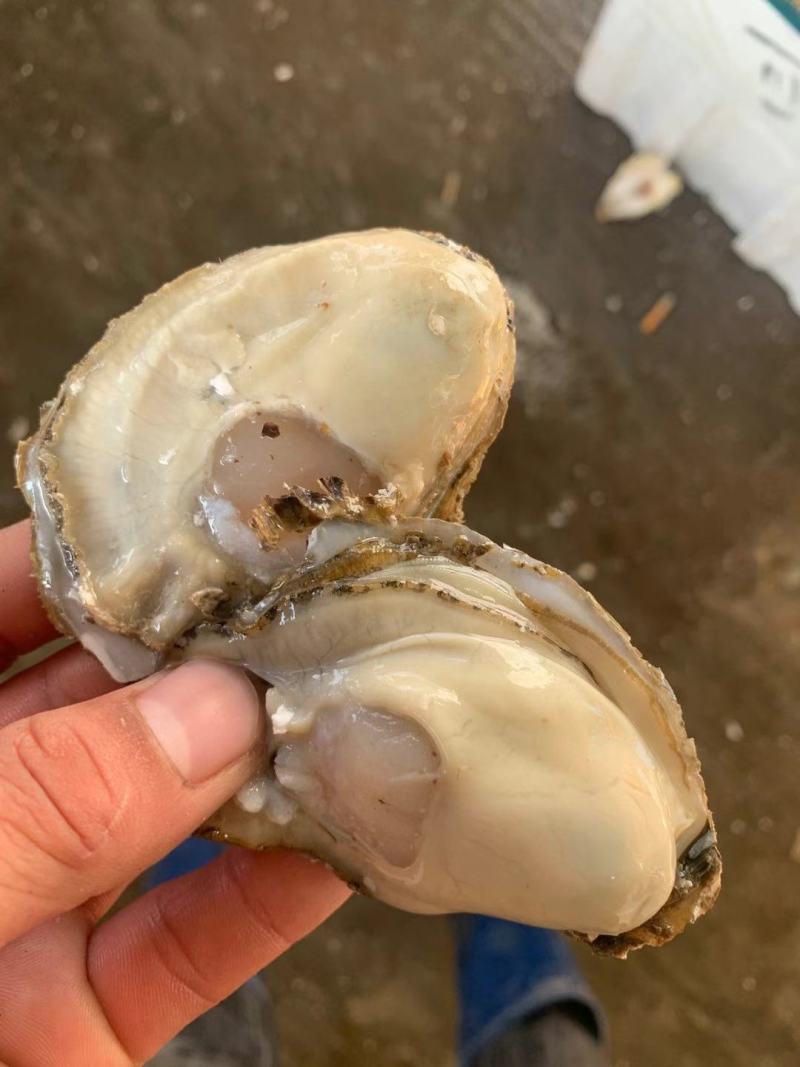 精品乳生蚝，常年供应，肉肥而多汁，欢迎咨询订购